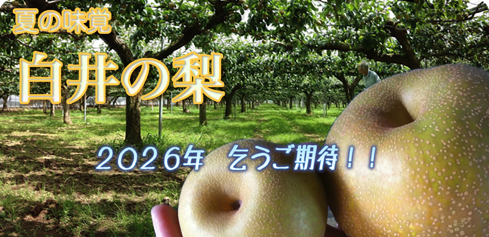 梨　通販